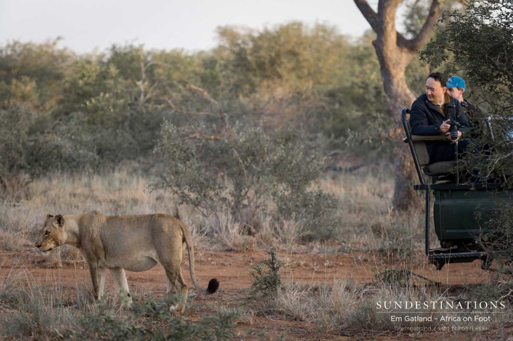 Admiring the Ross Breakaway lionesses from up close!