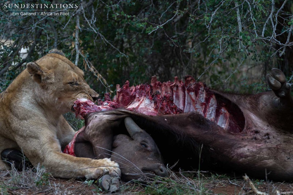 A morbid, albeit natural image of a lioness feasting on her kill