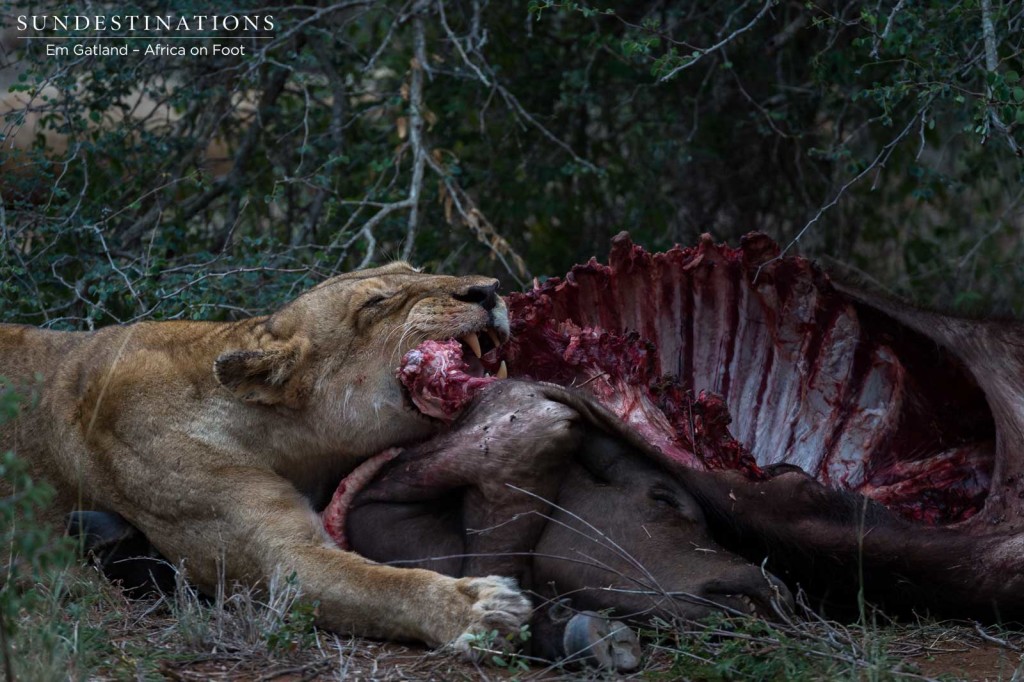 A buffalo calf provides much needed food for the lionesses