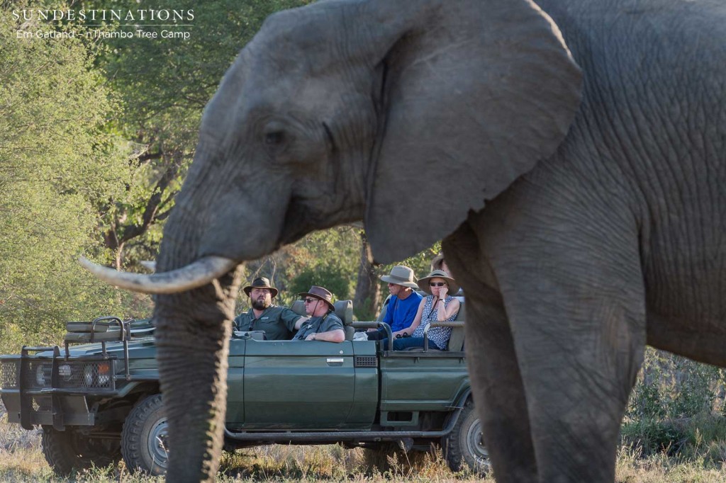 nThambo guests watching an elephant up close