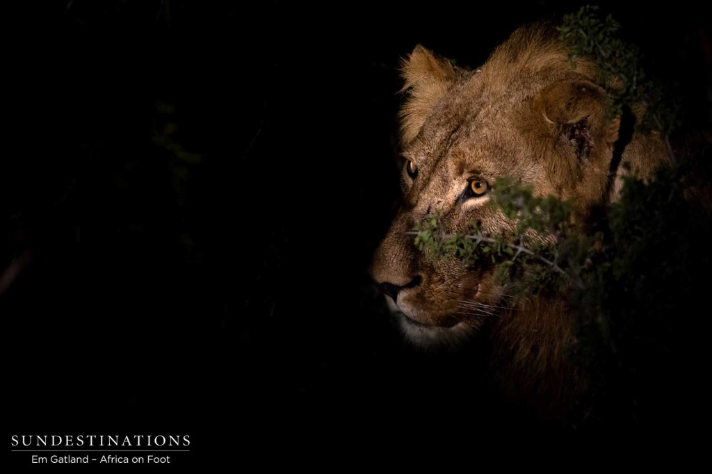 Mapoza male at a buffalo kill at night