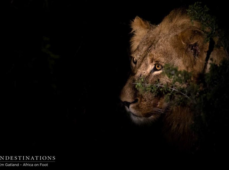 New Lions in Klaserie: Enter the Mapoza Males