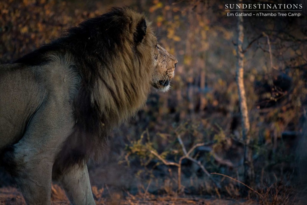 Trilogy male on buffalo trail this morning in Klaserie