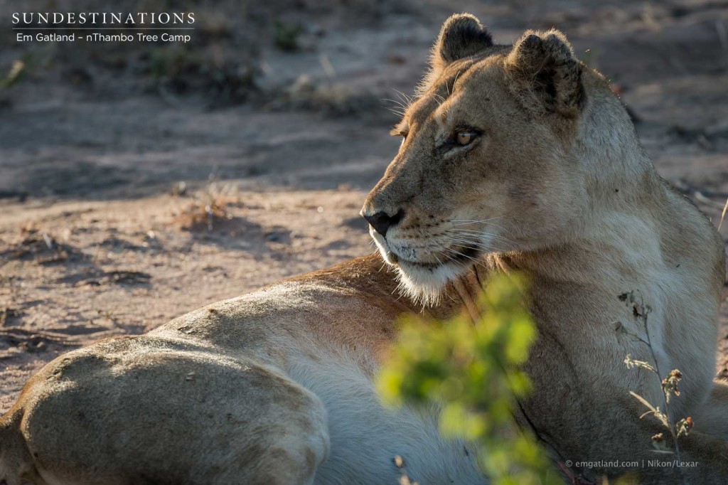 Ross Breakaway lionesses paying attention to nearby buffalo