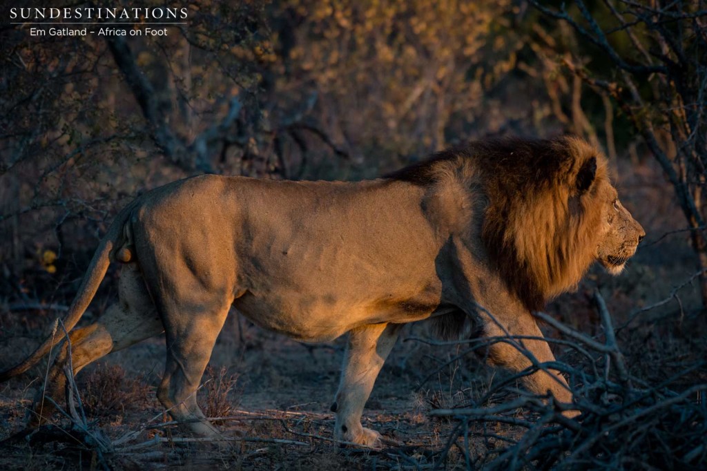 Trilogy male on buffalo trail this morning in Klaserie