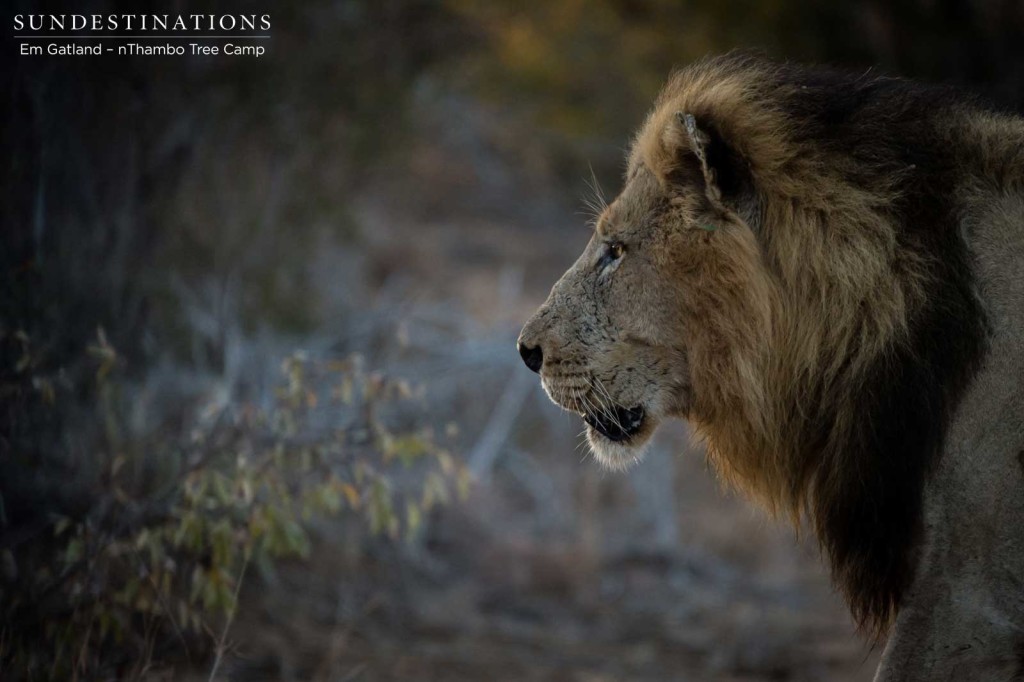 Trilogy male on buffalo trail this morning in Klaserie