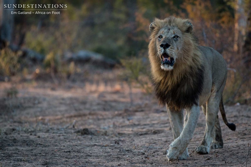 Trilogy male on buffalo trail this morning in Klaserie