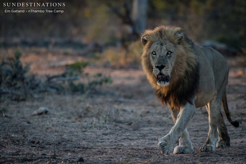 Trilogy male on buffalo trail this morning in Klaserie