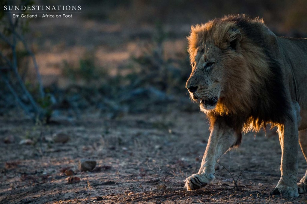 Trilogy male on buffalo trail this morning in Klaserie