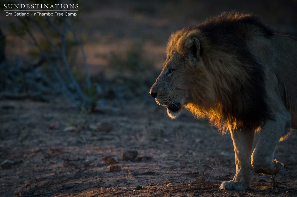 Trilogy male on buffalo trail this morning in Klaserie