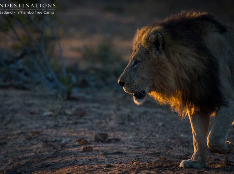 Trilogy Male Lions & Ross Breakaways Stalk Buffalo