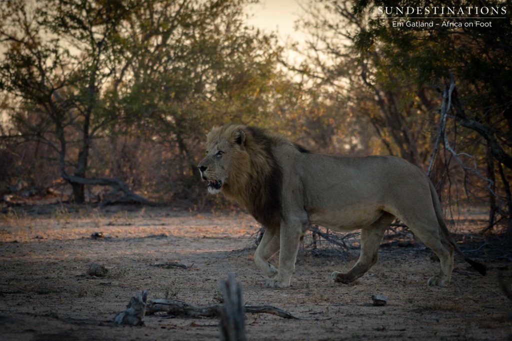 Trilogy male on buffalo trail this morning in Klaserie