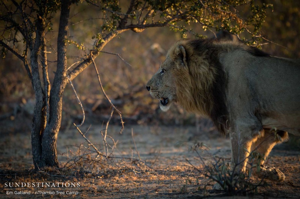 Trilogy male on buffalo trail this morning in Klaserie