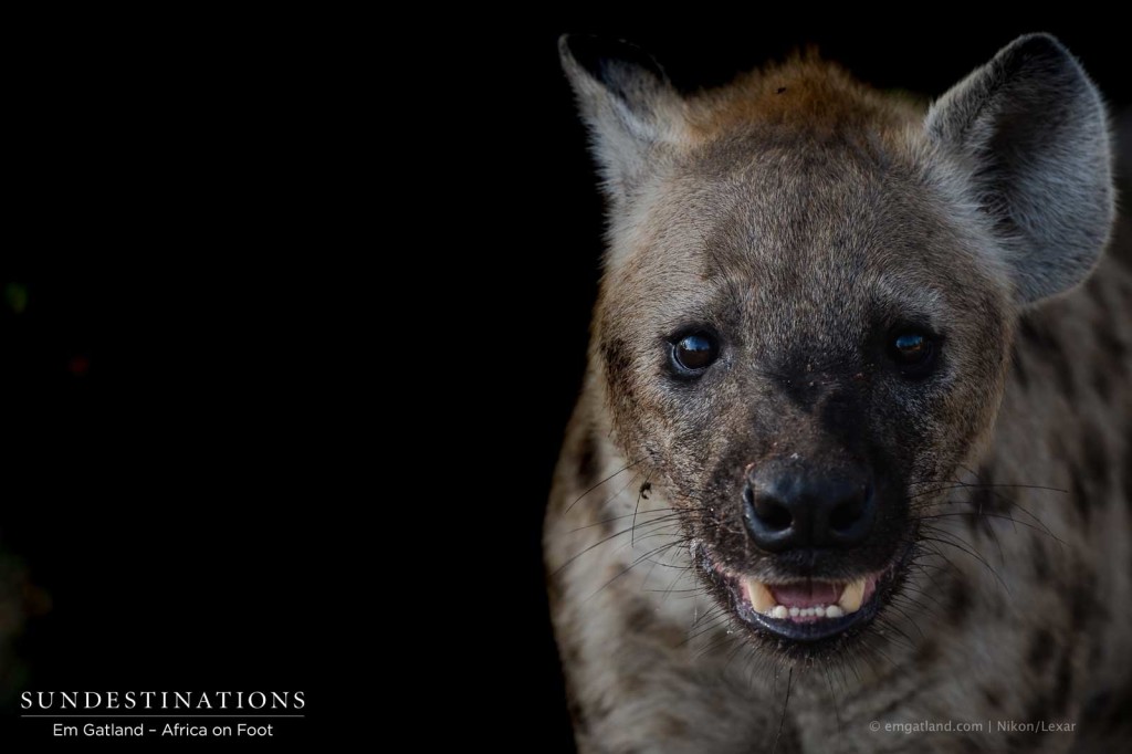 Gazing back at a spotted hyena panting in the darkness