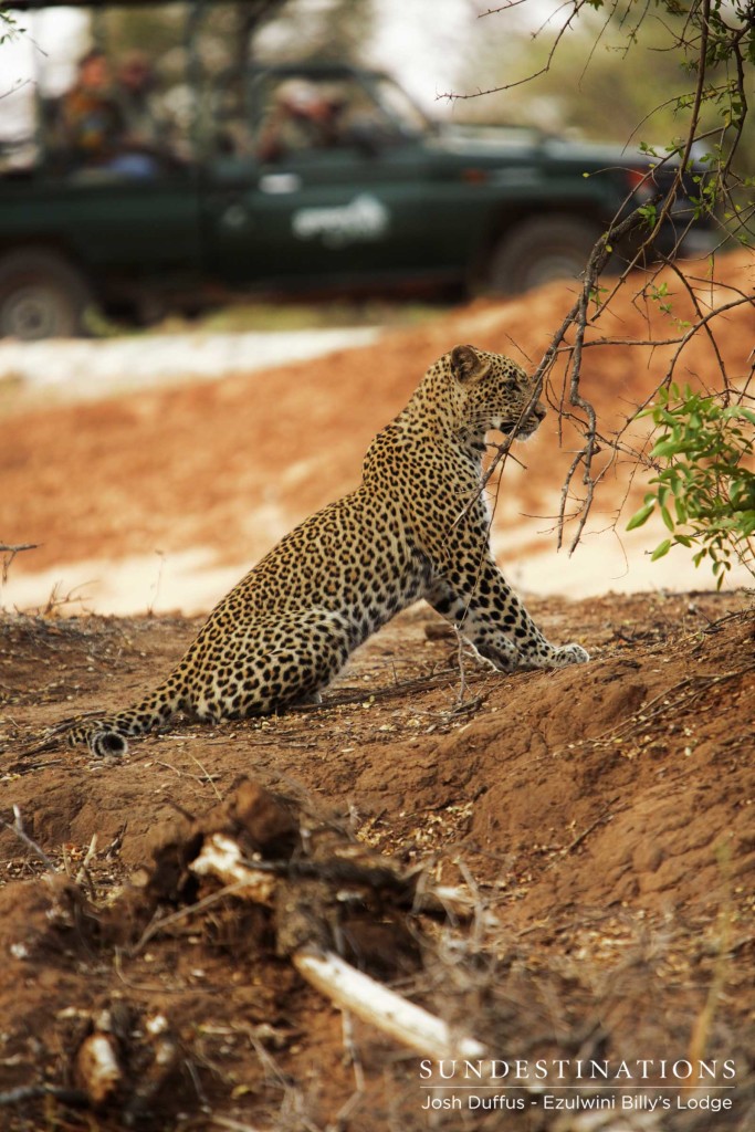 Van Wijk's female plotting to sabotage Manana's kill