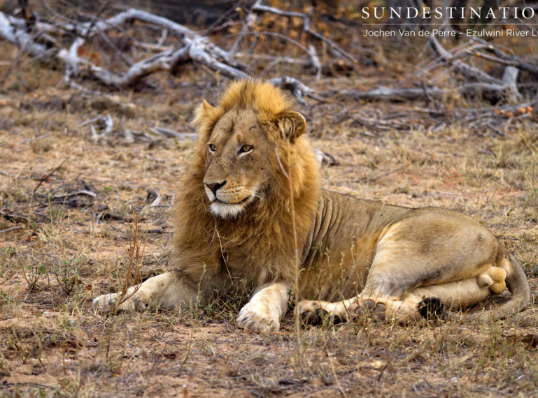 Singwe Pride Lions visits Ezulwini River Lodge
