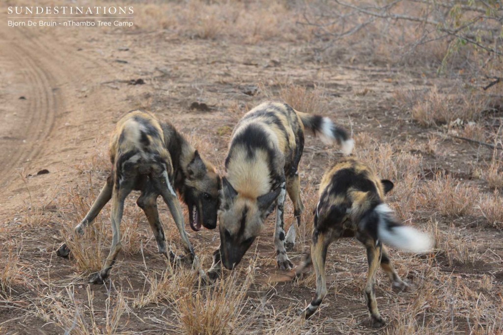 Social interaction is regular behaviour in wild dog packs