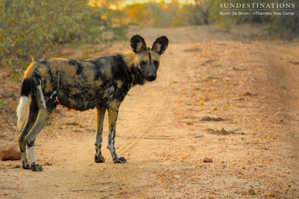 One female dog looks as though she is lactating