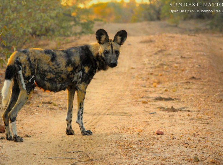 Another Wild Dog Den on the Radar!