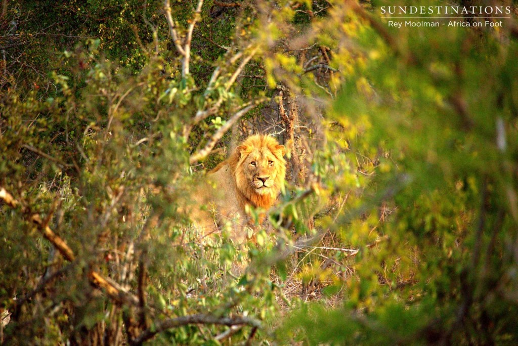 Mapoza male lion peering out of the thicket