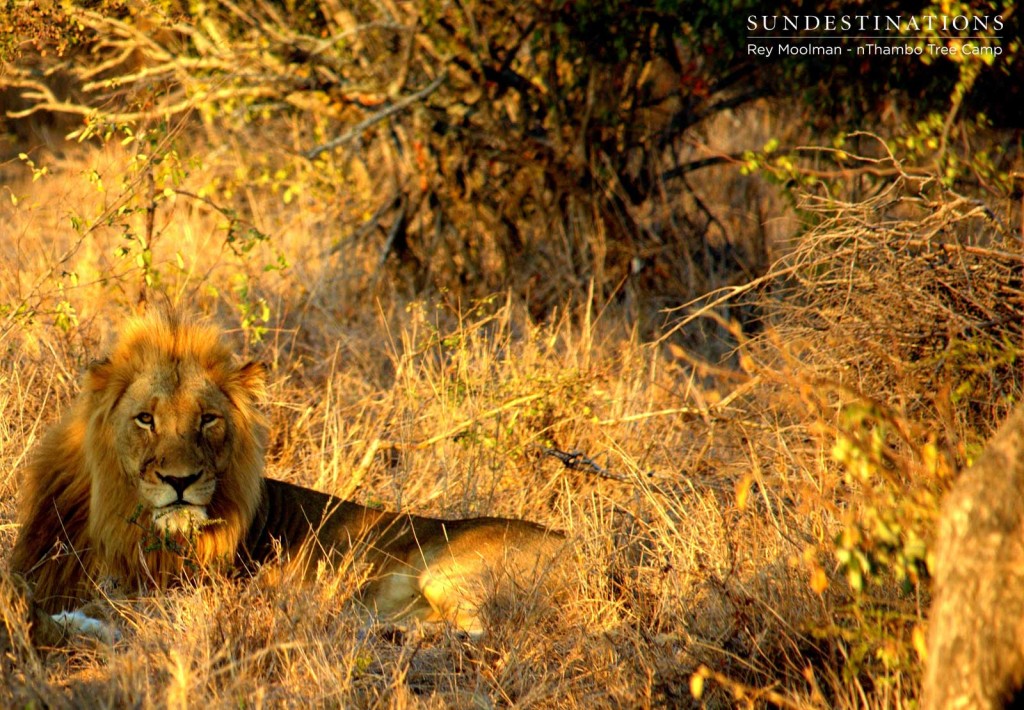 Mapoza male getting more relaxed in the Klaserie