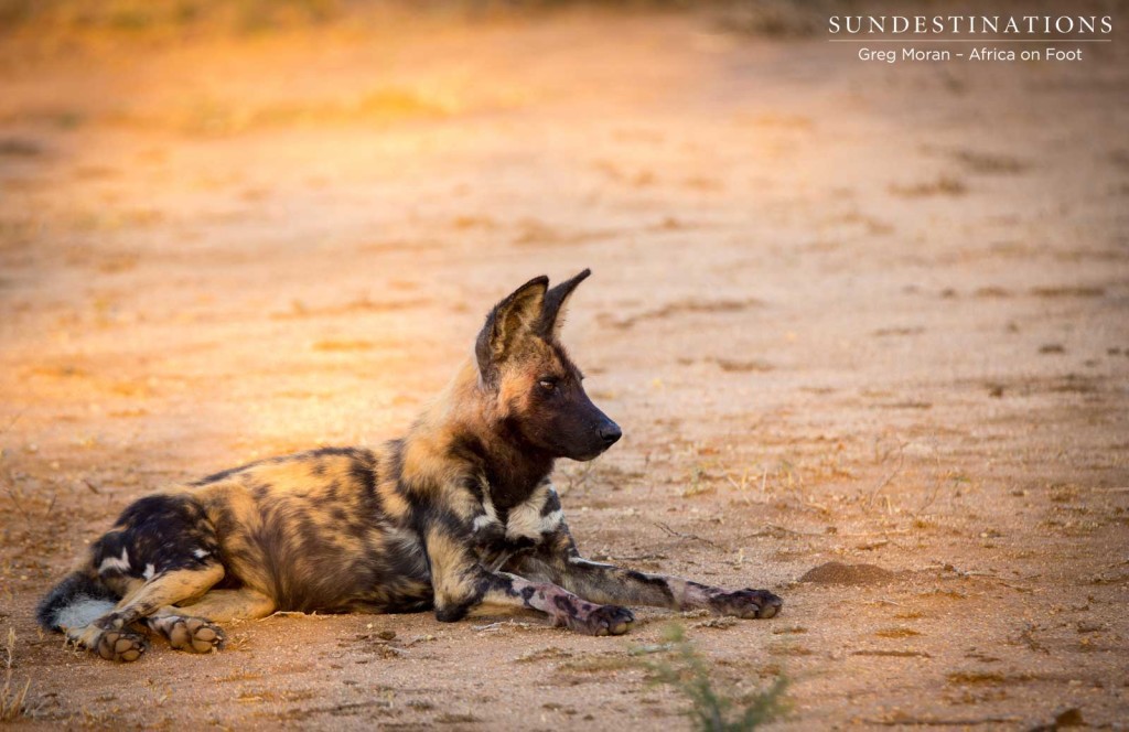 Waiting for the opportune moment to hunt in the early evening