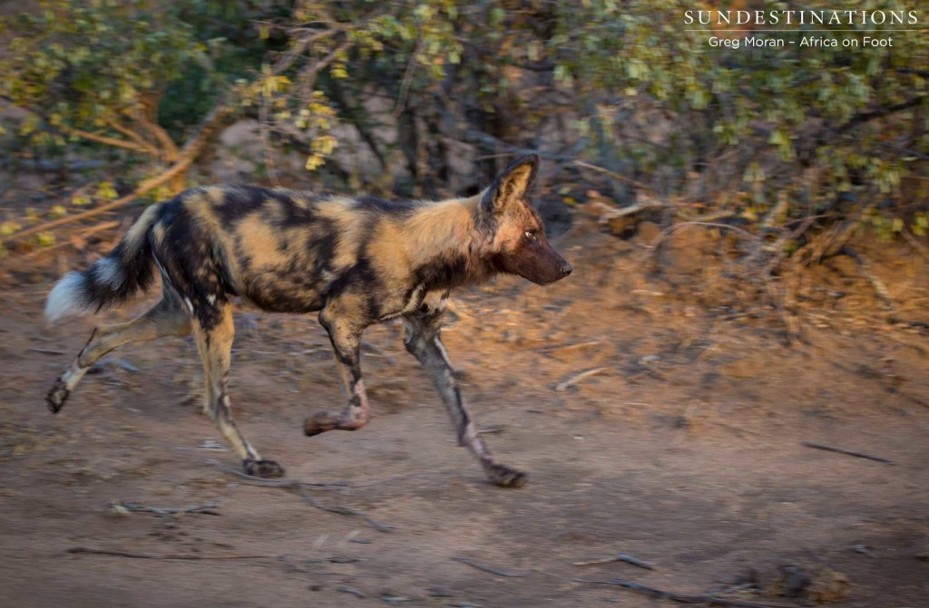 African wild dogs on the move