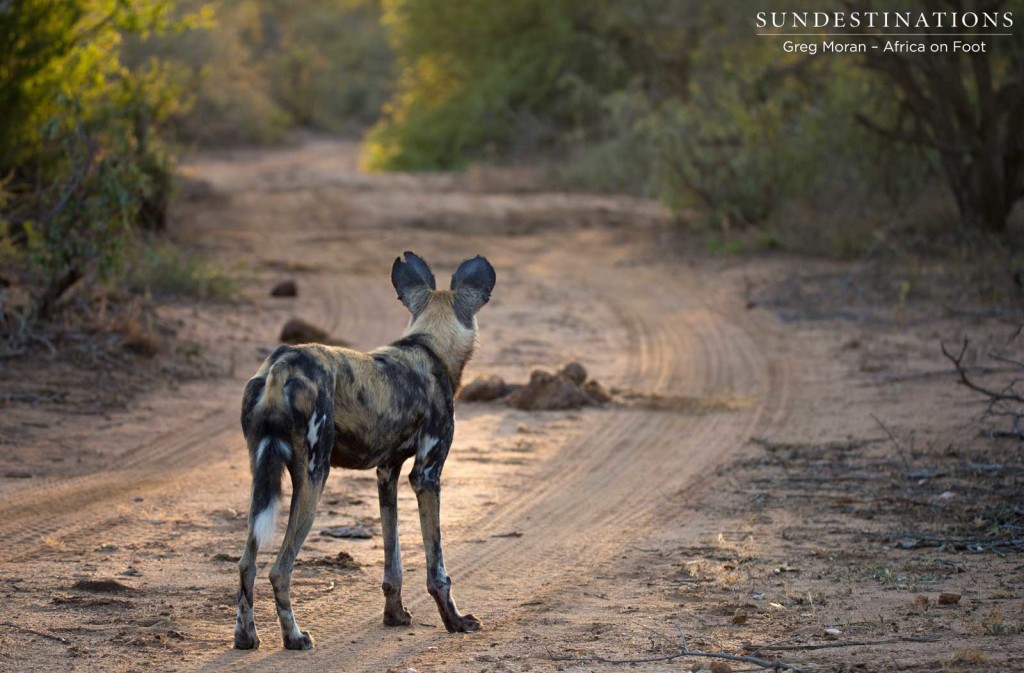 African wild dogs on the hunt in Klaserie