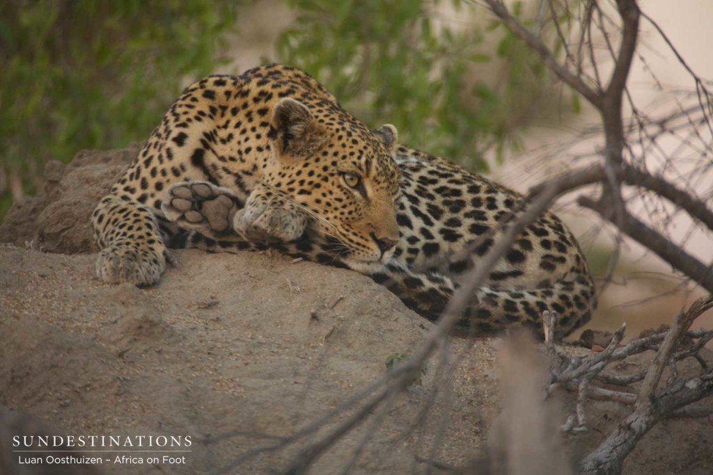 Relaxed leopard, Cleo