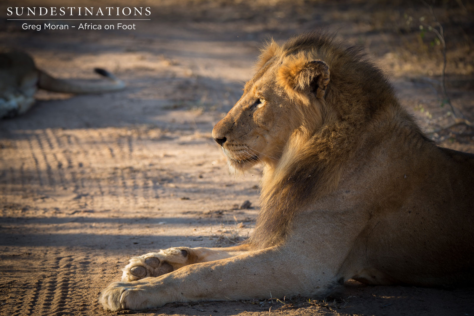 Mabande Male Lion