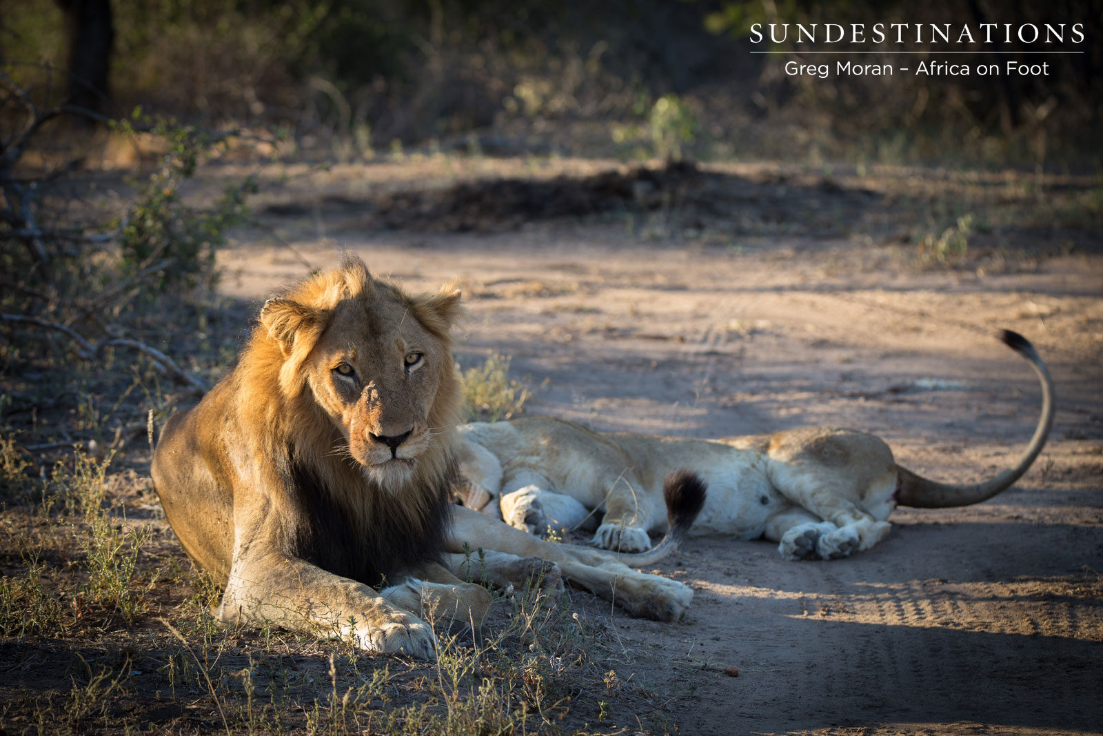 Mabande with Ross Lioness