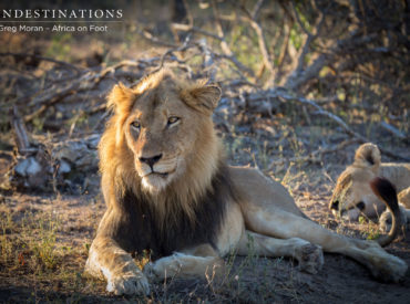Yesterday we flew in with reports and updates about the Mabande male lion. You remember him? He’s the nomadic male who has spent the past few weeks patrolling and marking new territory. During the course of last week, he had a huge showdown with the Trilogy lions, the dominant males of the area. So, what’s […]