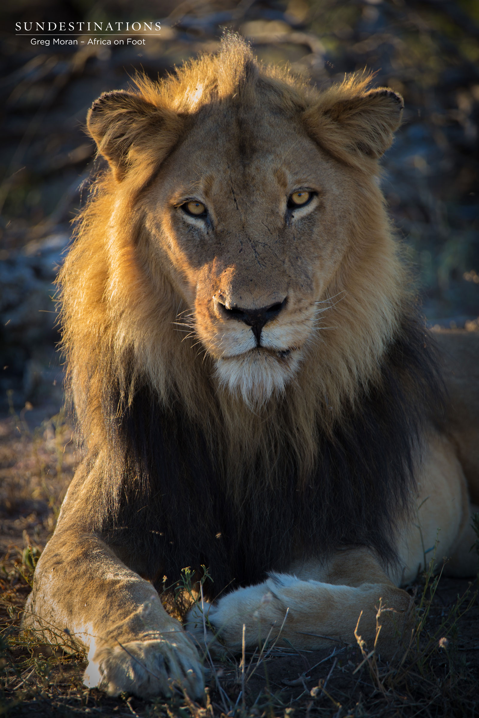 Mabande Male Lion