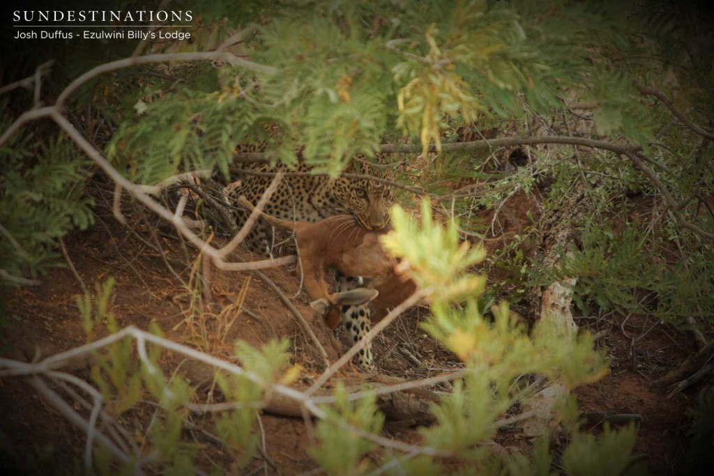 Mañana hiding her kill from Van Wijk's female