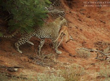 When there is more than enough to go around, there is no reason to poach another predator’s prey, right? Well, not entirely. These two leopards were only doing what’s natural when we caught them in the act at Ezulwini Billy’s Lodge recently. One leopardess we know as Van Wijk’s female was chasing another leopardess called Manana […]