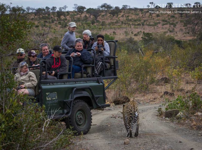 Umkumbe Leopards: Toms Dominate Recent Sightings