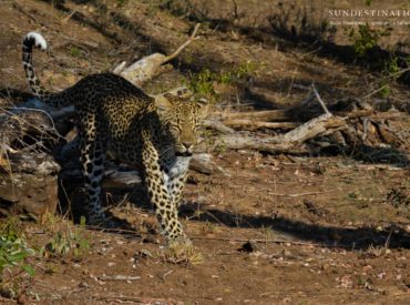 Nicki Steenberg, a ranger from Umkumbe Safari Lodge, has kept us in the loop with the latest leopard stories straight from the Sabi Sand, a rich and diverse reserve teeming with leopard activity. A while ago we introduced you to a few new leopards on the Umkumbe traverse, which certainly added a different dimension to […]