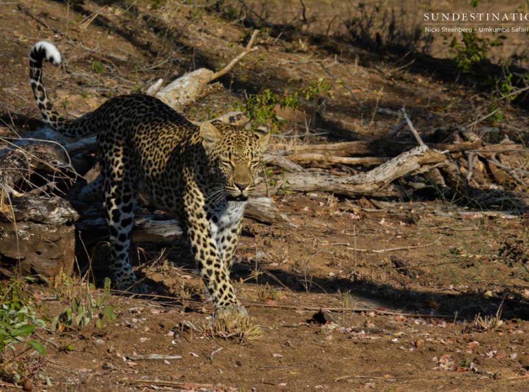 Sabi Sand Leopard’s Stroll Past Umkumbe Property