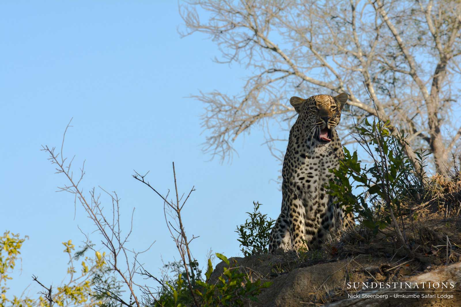 Ndzandzeni Leopard Umkumbe