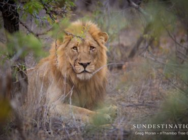 Mabande moved in on Trilogy turf and mated with the Ross Pride Breakaway lionesses. Two of the Trilogy returned to reclaim their land and their “women”. They fought with Mabande and he kept a low profile for a while. During his hiding out phase, the Trilogy mated with the Ross Pride Breakaway’s and conducted a […]