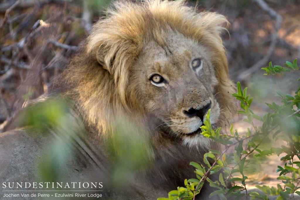 Pride male, Duma, gives us a demure pose from his spot in the shade