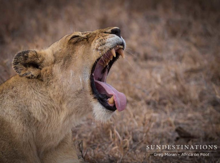 Week in Pictures : Lions, Leopards and Everything in Between