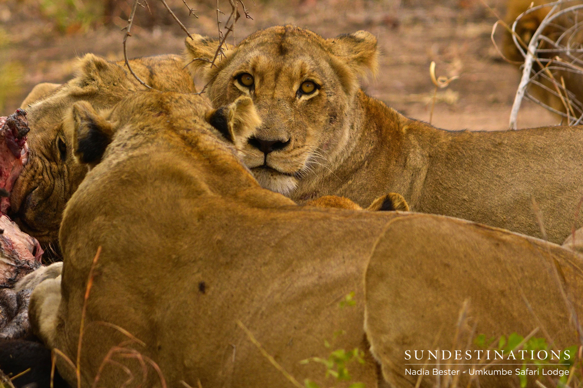 Southern Pride Lionesses
