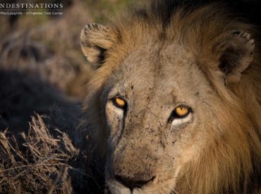 Coming face to face with animals in their natural habitat is becoming more and more of a privilege, as various species become rare and endangered in the wild. Our role in the safari world is to offer a glimpse into the wild lives of animals where they live and behave naturally around us. We are […]