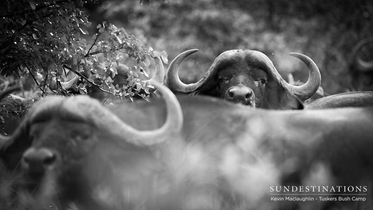 Tuskers Buffalo
