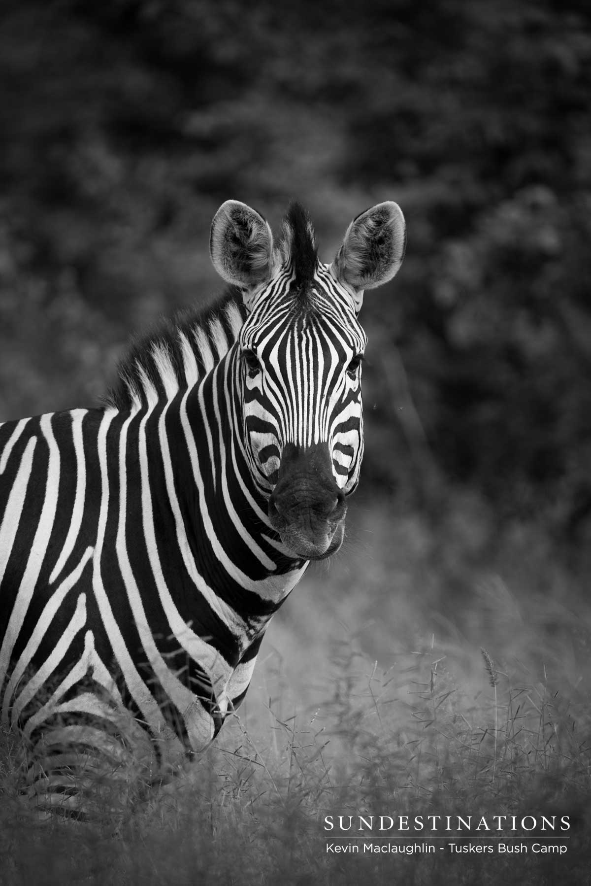 Tuskers Zebra