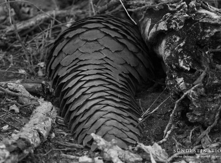 Prehistoric Looking Pangolin Spotted in Sabi Sand