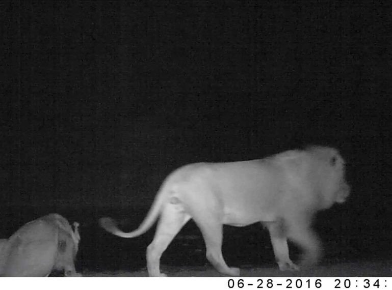 Mapoza Male Lions on Camera Trap Doing… What?