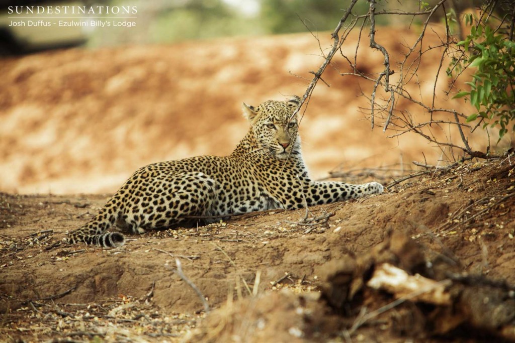 Van Wijk's female weighing her options