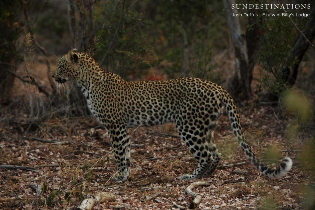 Van Wijk's female leopard showing interest in Manana's steenbok kill